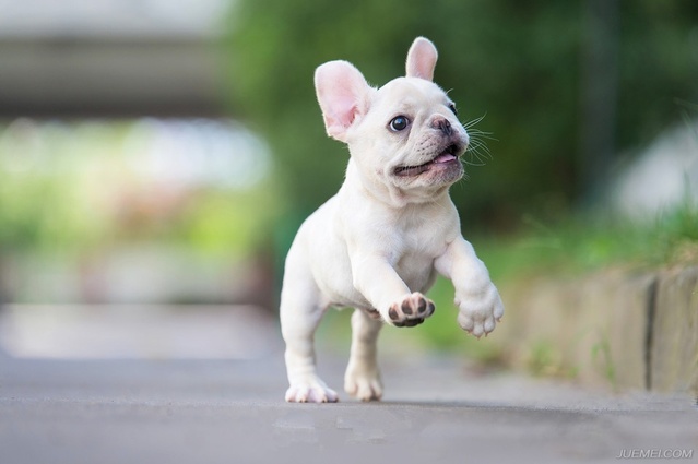 十大最萌宠物狗排行,最萌的宠物狗是什么品种