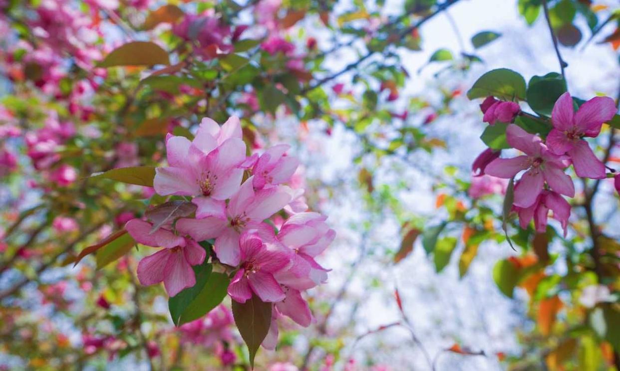 郑州经开区赏花胜地,三月郑州附近有什么赏花的