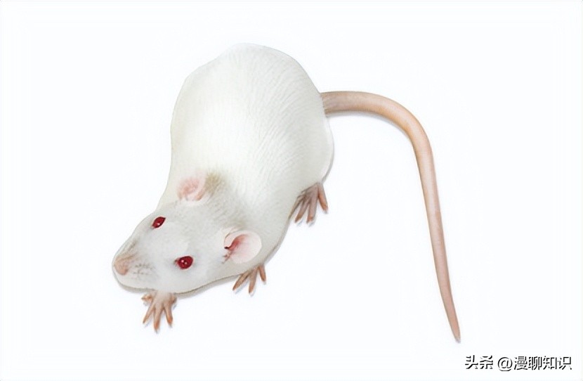 Sprague-Dawley大鼠是什么？关于它胃肠道微生物区系的研究