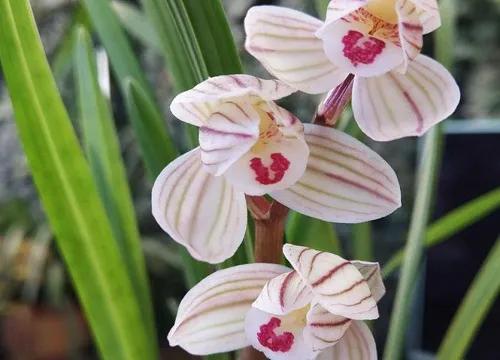 十种最有名的兰花图片,最美的100种兰花图片