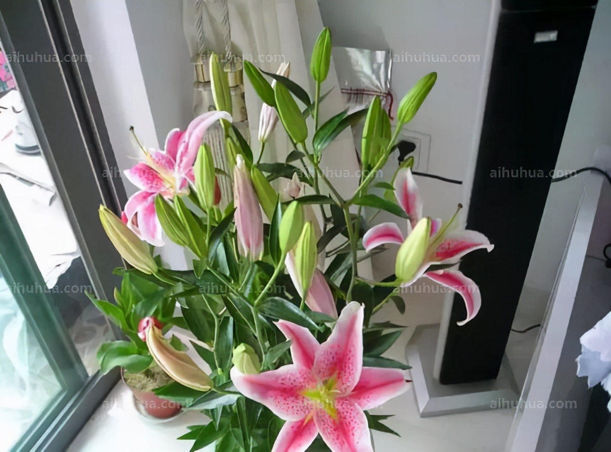 清香淡雅，香水百合的种植方法，以及养护技巧