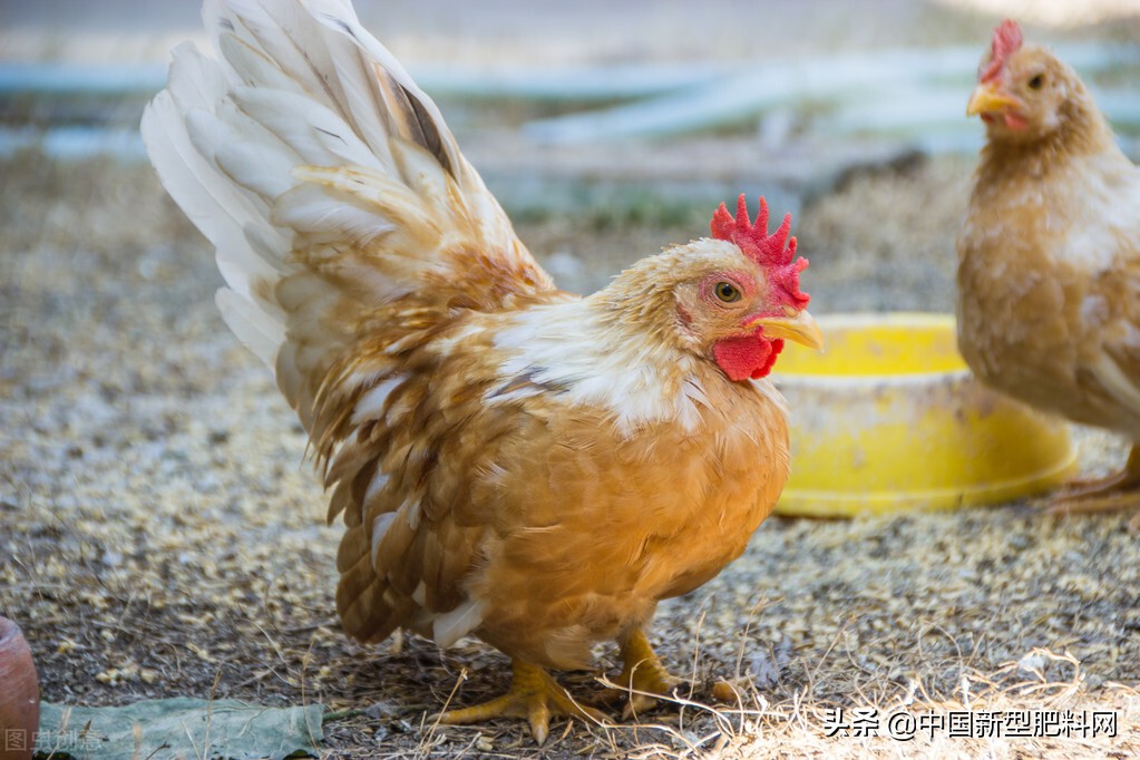 鸡粪为什么不能长期用,鸡粪可以直接使用吗会有什么危害