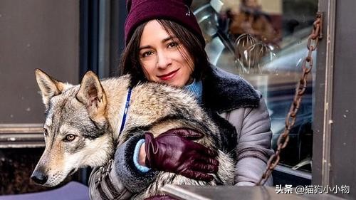 捷克狼犬超帅的照片,捷克狼犬是真的帅