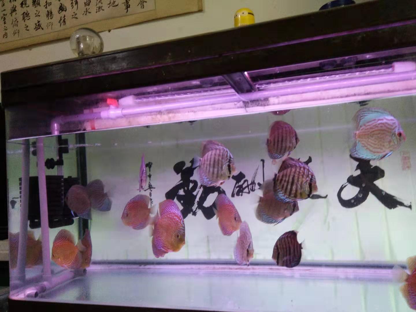 观赏鱼常见的病有哪些,新买来的观赏鱼要先怎么处理