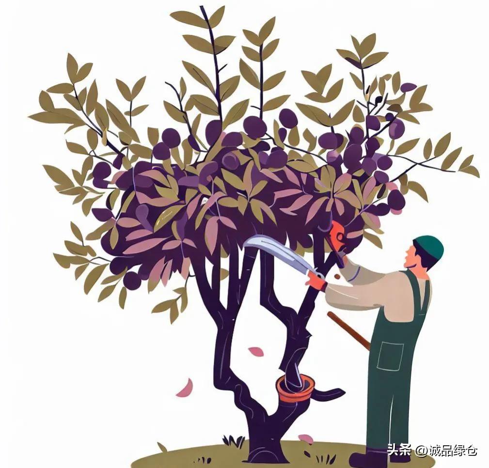怎样修剪李子树才能活,怎样修剪李子树视频
