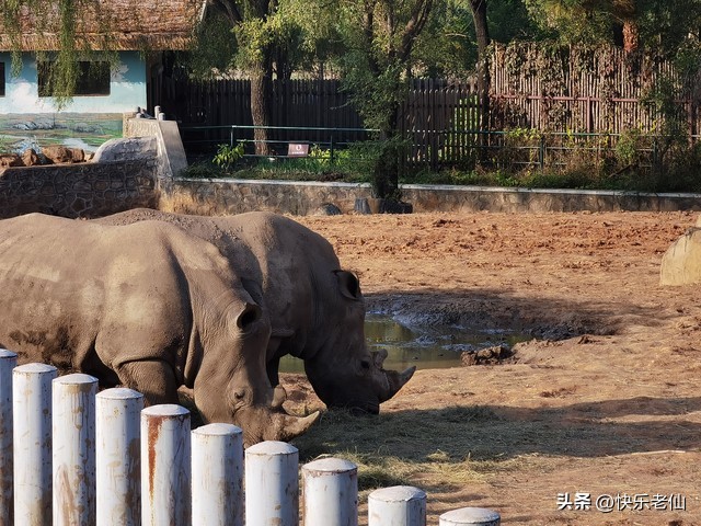 沈阳森林动物园缆车,自驾沈阳森林动物园