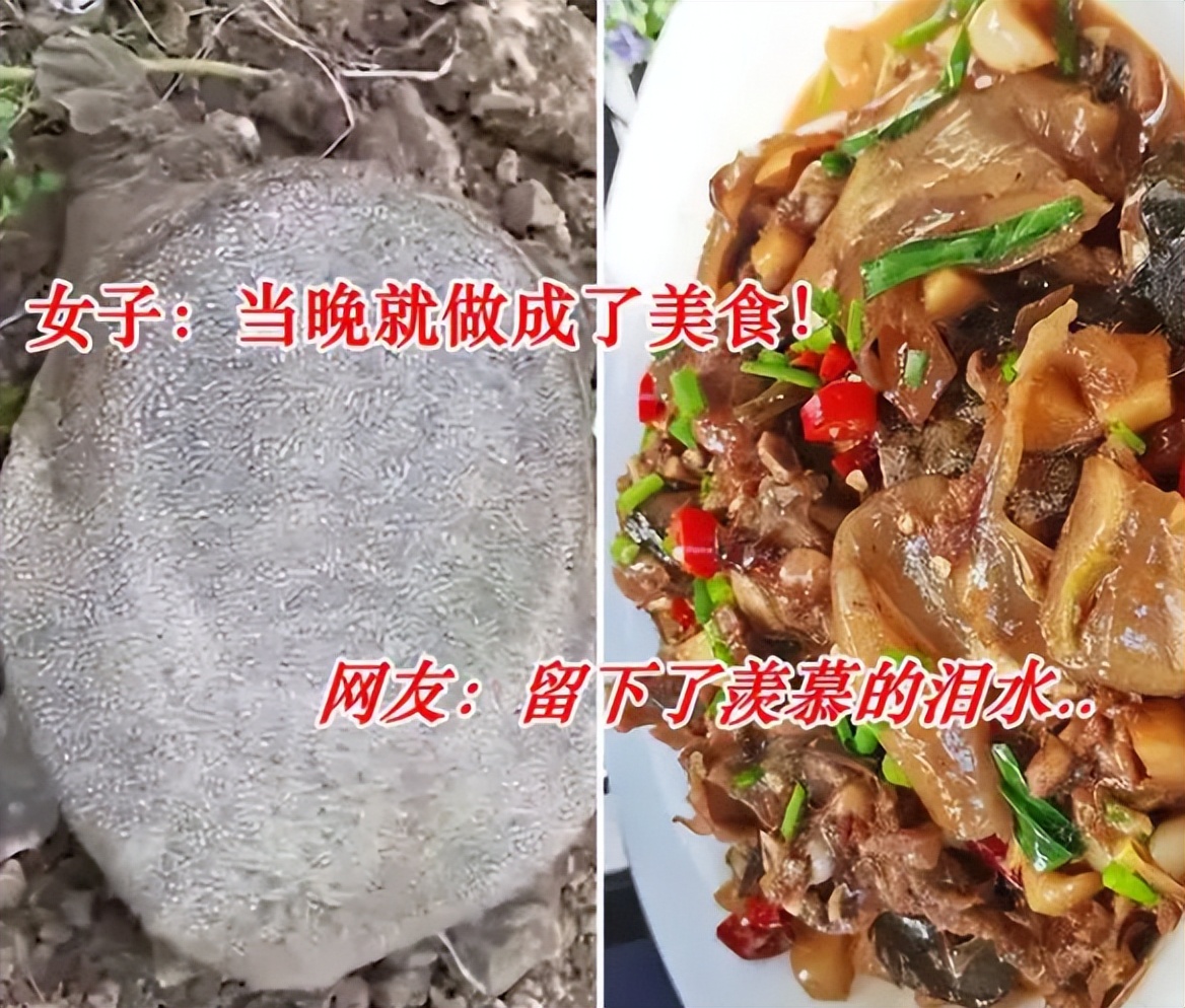 在田里挖到一只甲鱼能吃吗,土里挖出的甲鱼能吃吗