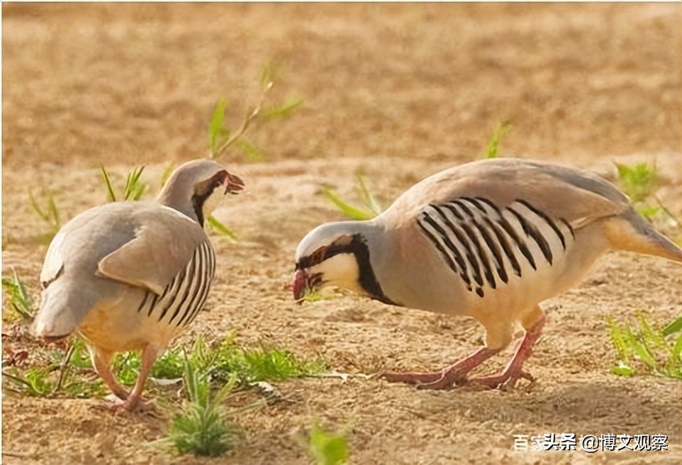 以鹧鸪为意象的古诗词,鹧鸪在古诗词中表达的情感