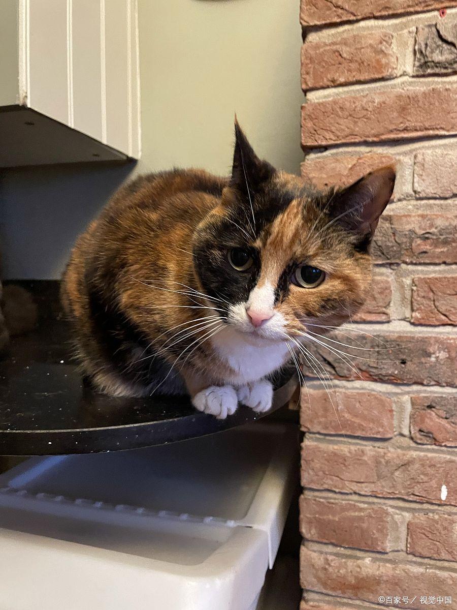 猫咪在床上拉屎怎么办,猫咪几天没拉大便是什么原因