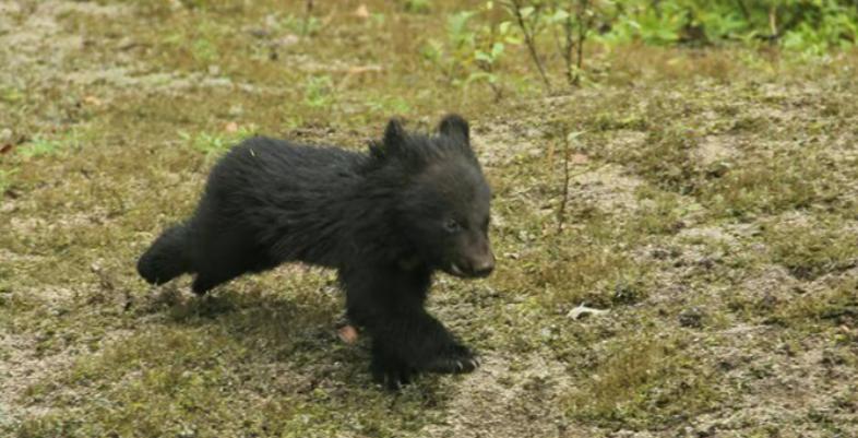 鏉戞皯鎶婄唺褰撶嫍鍏讳簡涓夊勾,琚潙姘戞敹鍏荤殑鐔婂唇