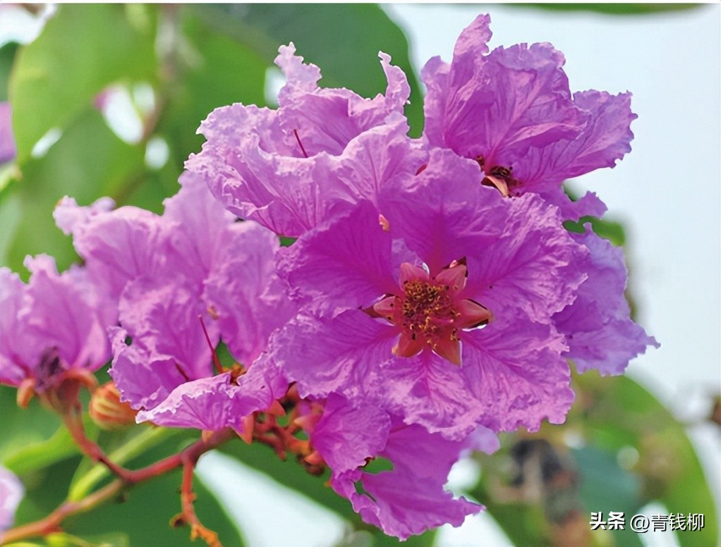 独家揭秘南国花城夏季四季惊艳