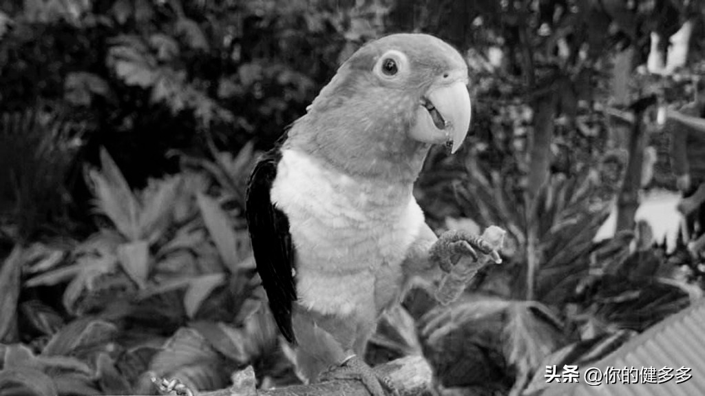 民间故事男人好心救助断腿乌鸦,民间故事男子救了一只狐狸