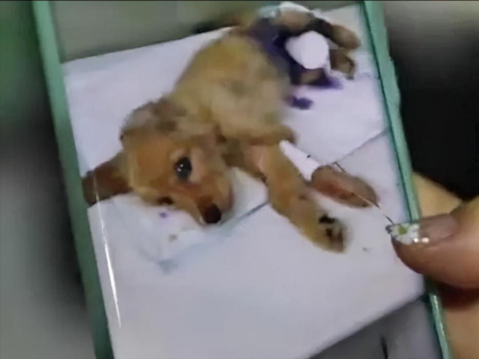 金毛因车祸导致瘫痪,金毛病倒了怎么了