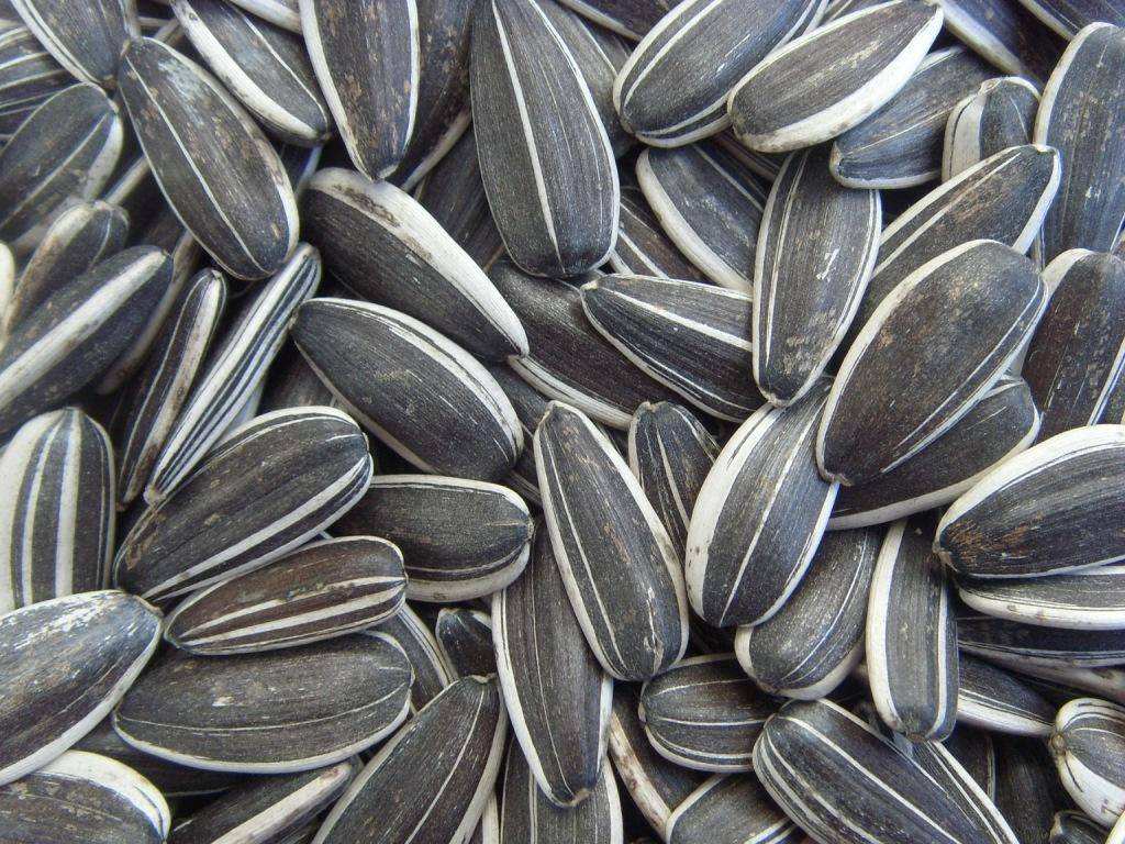 向日葵籽的功效与作用及营养价值,哪个地方种植的葵花籽营养好些