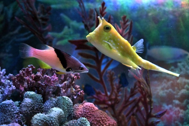 硝化菌净水剂稳定剂什么不同,净水剂和硝化菌哪个净水效果好