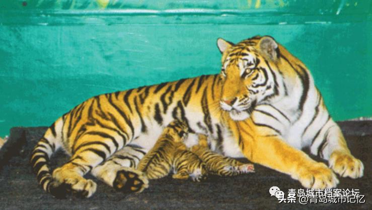 消失的青岛雨林谷,还记得可爱的小老虎吗?