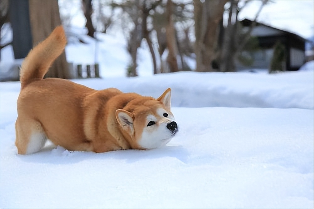 身价8000的柴犬的表现是这样的,什么狗最好养又便宜柴犬