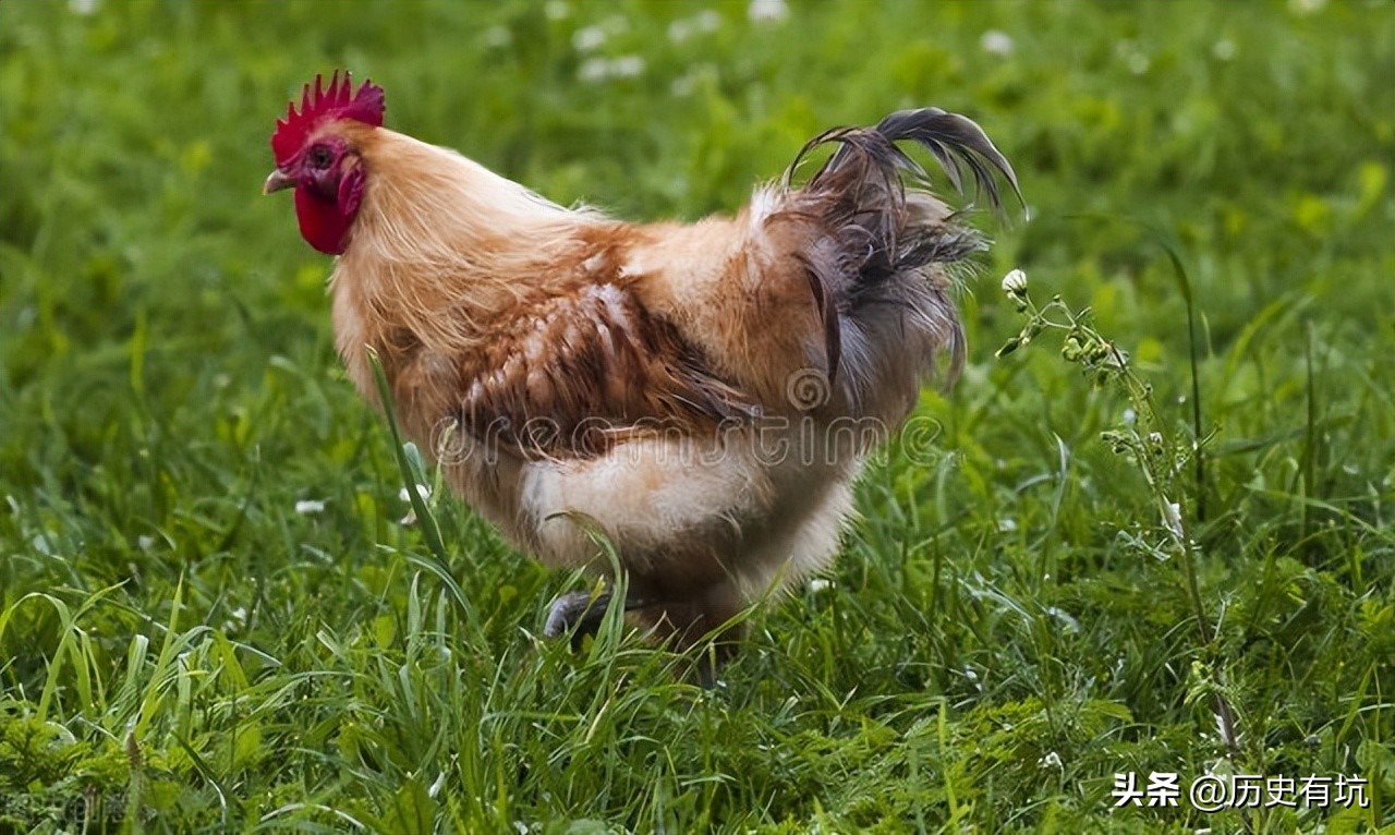 李自成比朱元璋差在哪儿,李自成都和朱元璋的关系