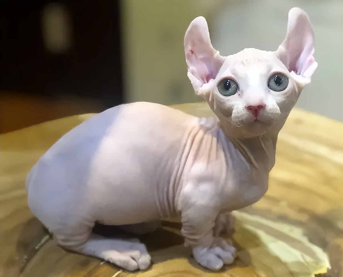 养猫咪的基础知识无毛猫,无毛猫养猫注意事项