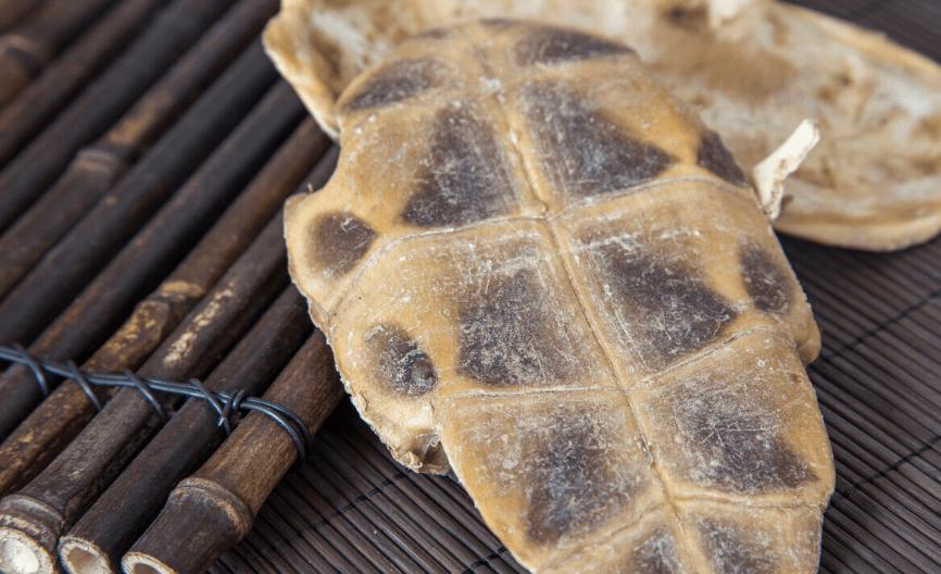 中药龟甲,中药龟甲功效记忆口诀