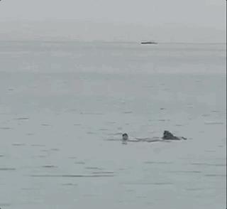 俄罗斯男子在海边被鲨鱼咬死,俄罗斯男子被鲨鱼咬死鲨鱼被捕