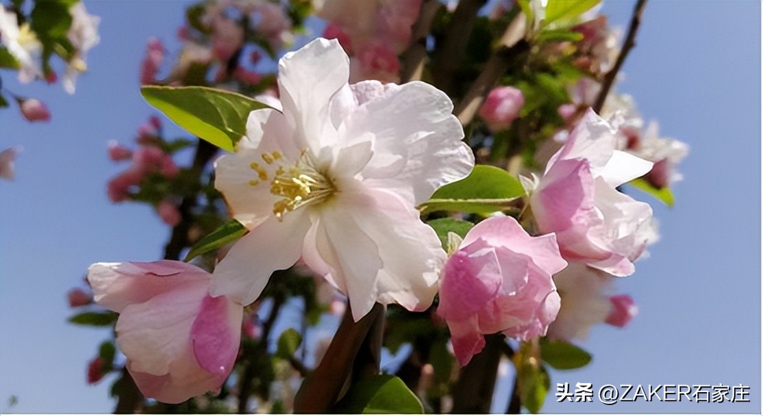 石家庄早新闻,早新闻完整内容