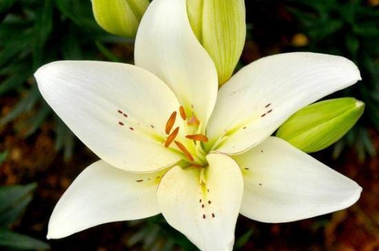 什么炖菜润肺止咳,润肺止咳经典食谱