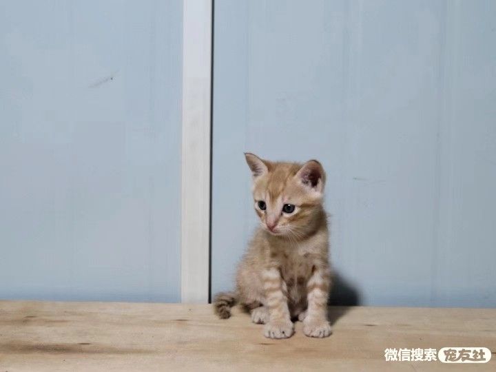 宠物领养、全国宠物*养送**、押金无偿免费领养 20220720