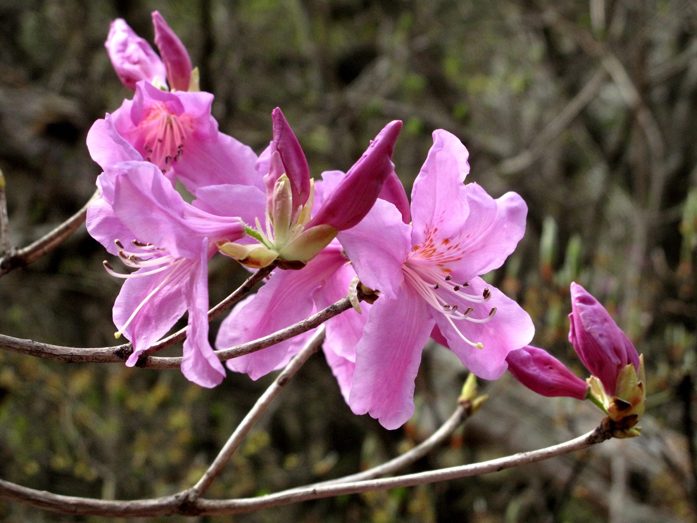 四明山华顶杜鹃,浙东华顶杜鹃群落