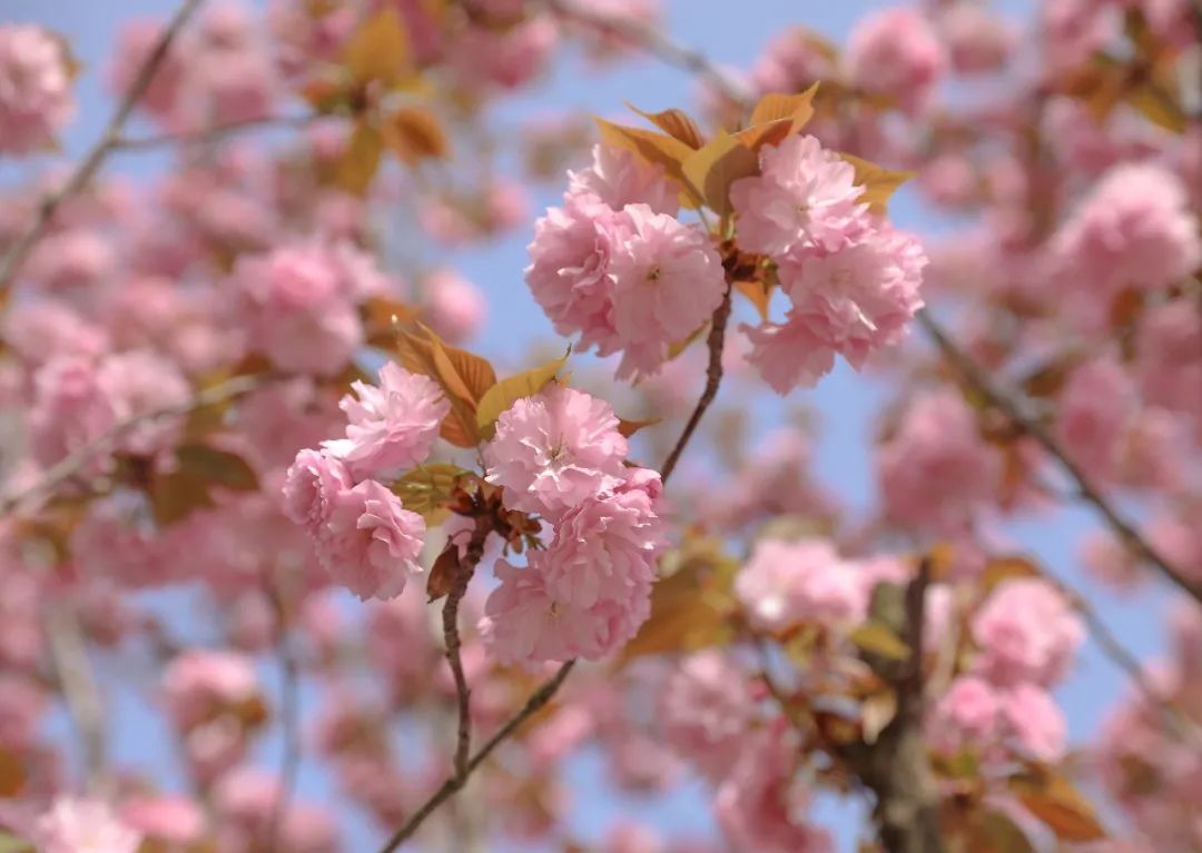 绵阳南实中学实验学校和南山双语,绵阳南山中学实验学校