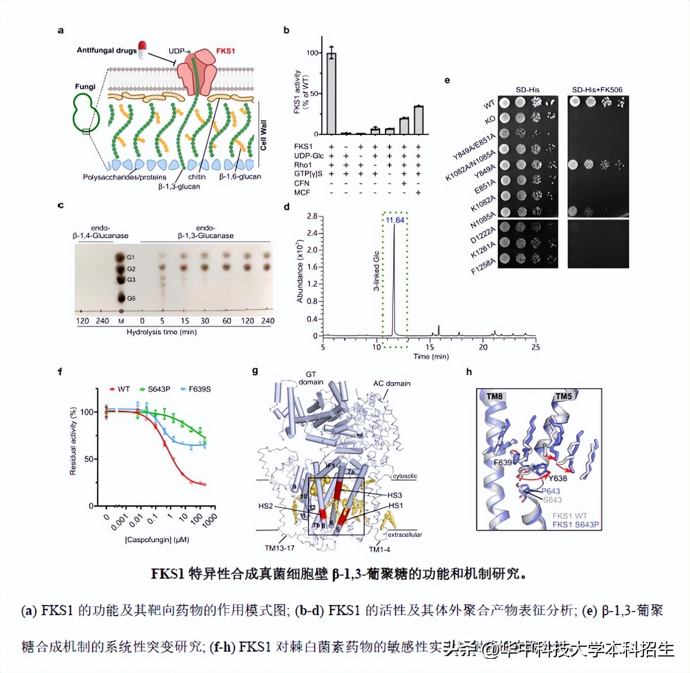 侵袭性真菌感染死亡率,全球侵袭性真菌感染