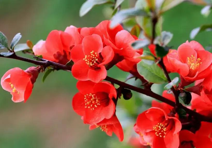 穿红色带来幸运,穿红色衣服好兆头