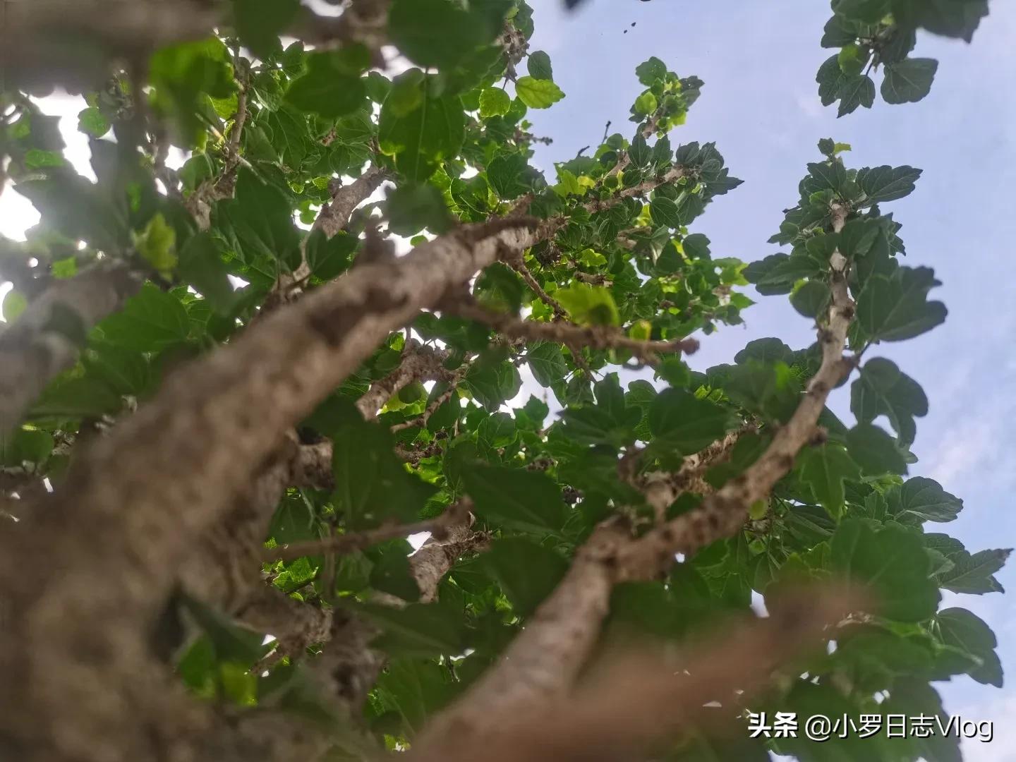 痘痘消了毛孔还是粗大怎么办,痘痘毛孔粗大如何改善去角质