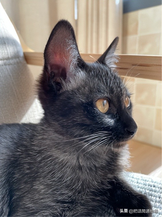 为什么猫咪养着养着就瘦了,猫咪为什么养着养着就发黄了