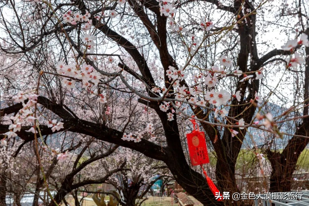 3月份去西藏林芝,3-4月去西藏林芝好玩吗