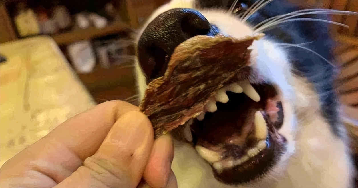 宠物药,宠物狗用什么药最好