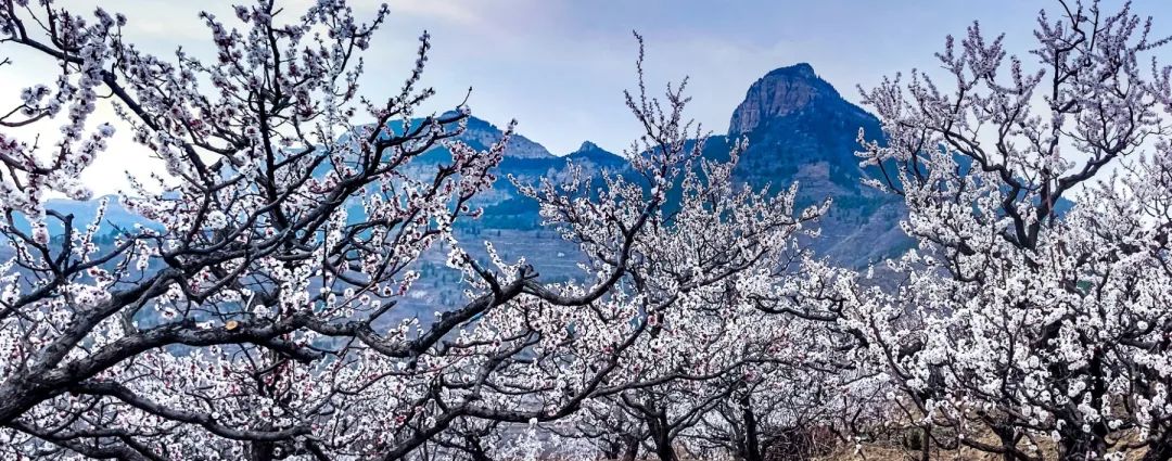 济南周边春天赏花全攻略,济南春日赏花攻略已送达