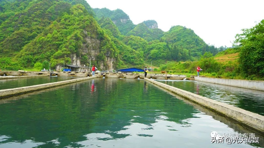 黄平县上塘镇：鲟鱼“游出”小山村冷水养殖富村民