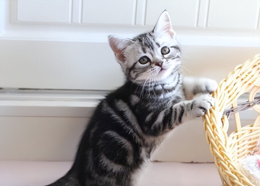 英短猫性格优点缺点,美短猫优点和缺点