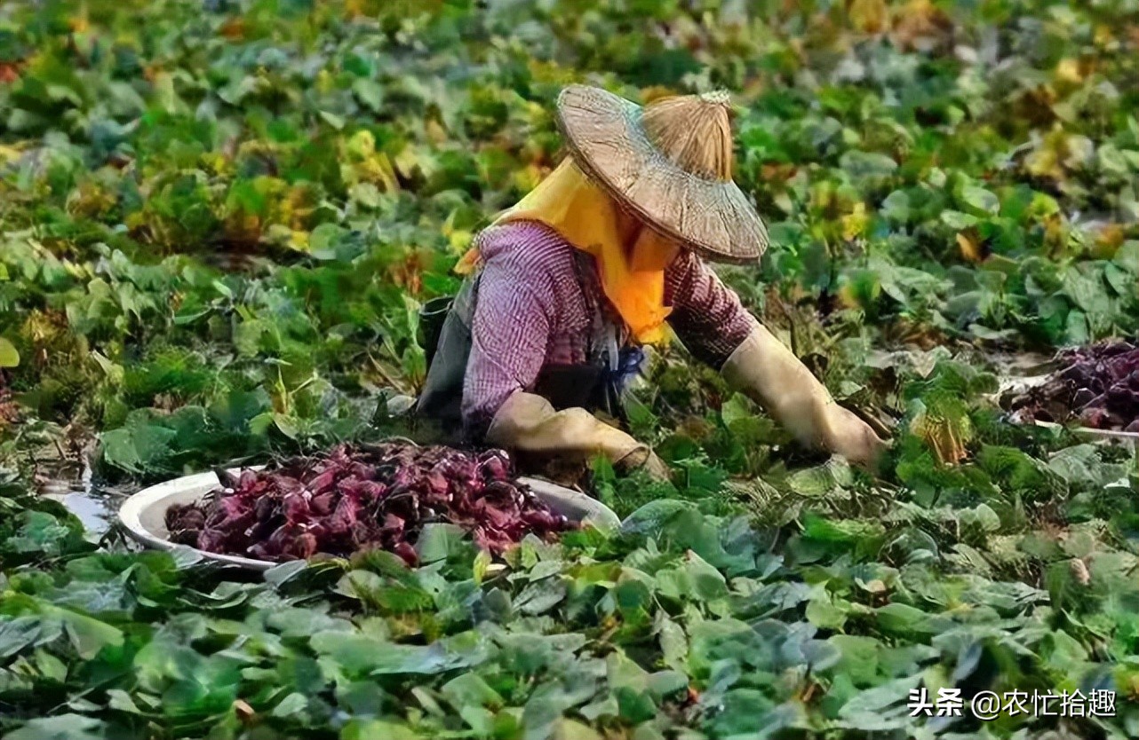 菱角菜寄生虫不小心生吞了怎么办,菱角为什么会有寄生虫