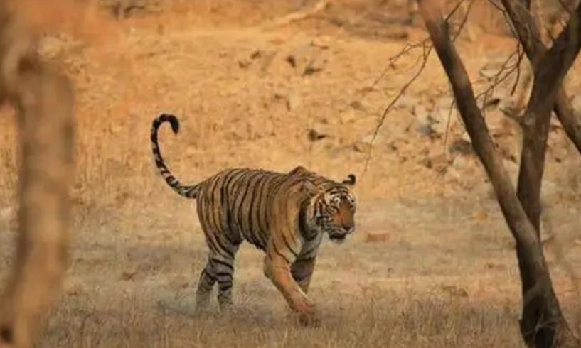 湖南奇人贺业武：一生杀死305只老虎，到死也不透露秘药配方