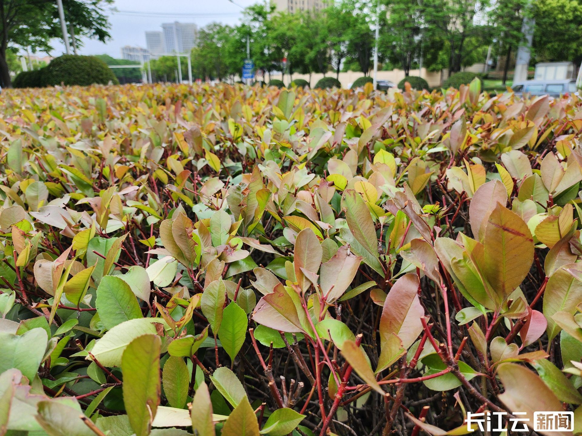 郑州为什么要种那么多石楠花,园林专家说石楠花除了臭没缺点