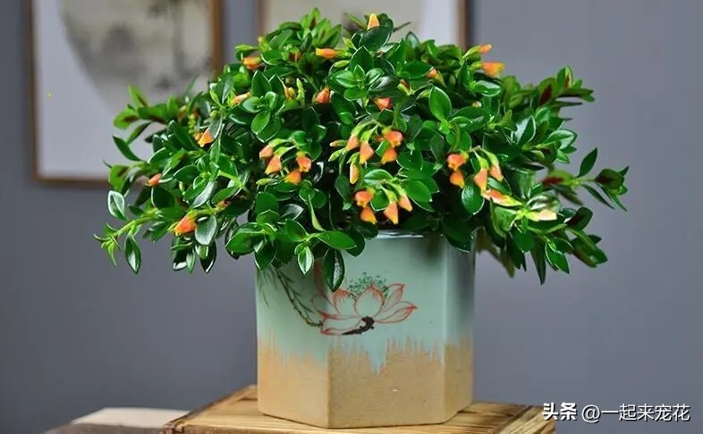 8种花夏天不要多浇水,懒人养哪五种花不用浇水