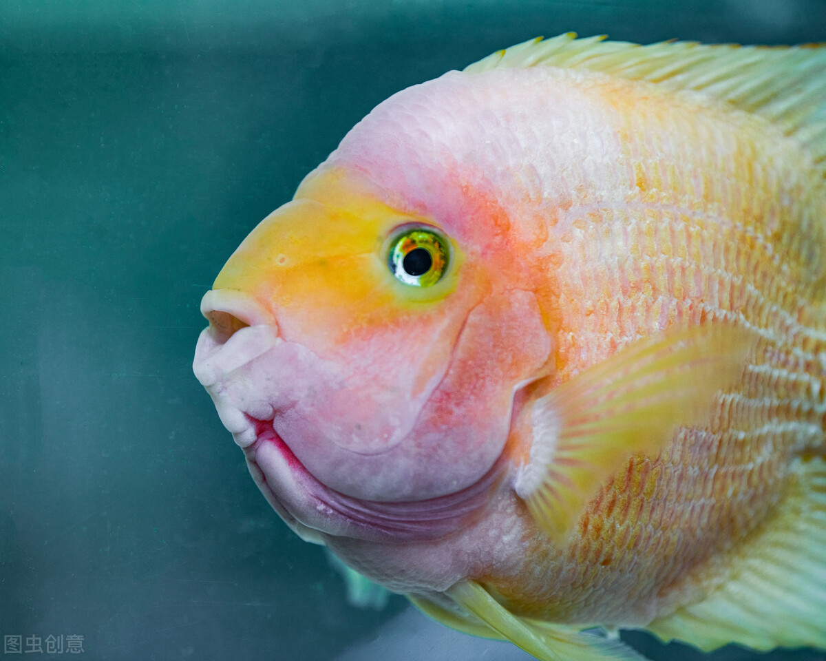 祝福朋友们虎年大吉年年发大财,虎年年年发大财