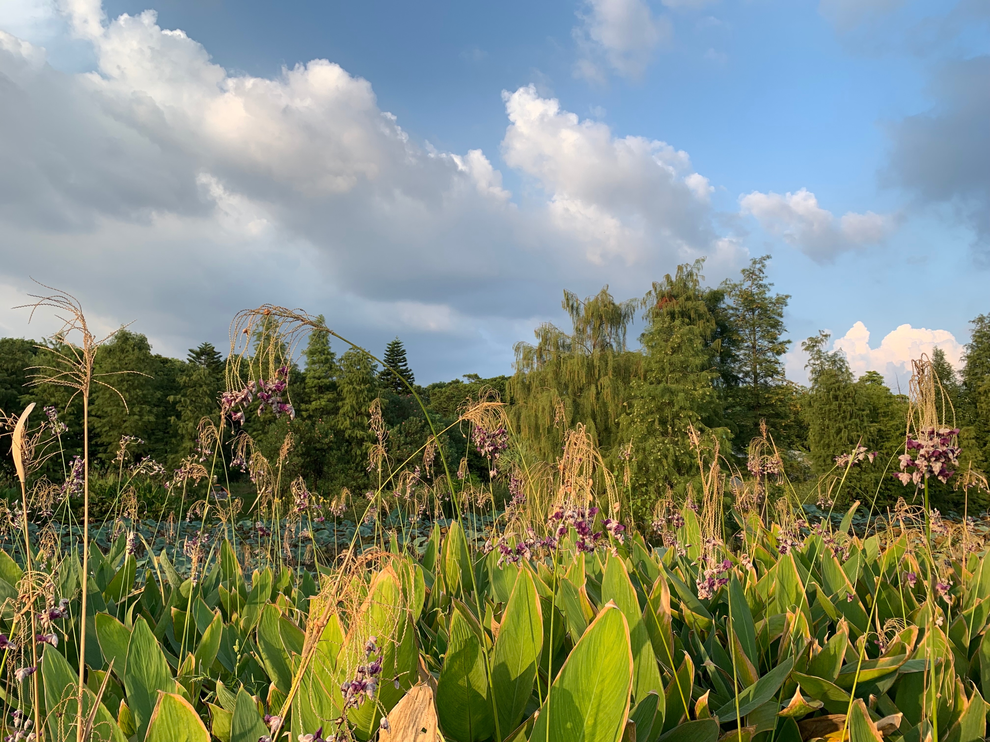 广州国庆假期一日游:南肾海珠湖国家湿地公园的最佳旅游攻略