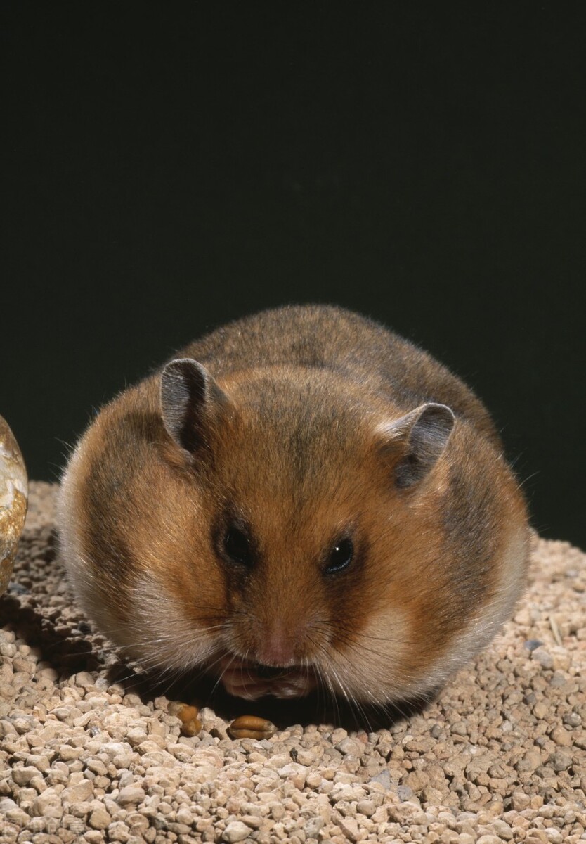 仓鼠喝酒比人喝酒量还要高,仓鼠能喝的酒是什么酒型