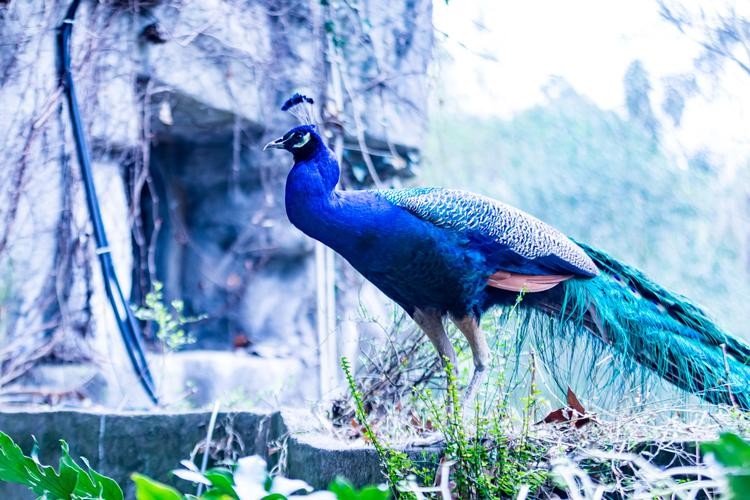 养鳄鱼差点被咬到,养殖鳄鱼长大了会咬主人吗