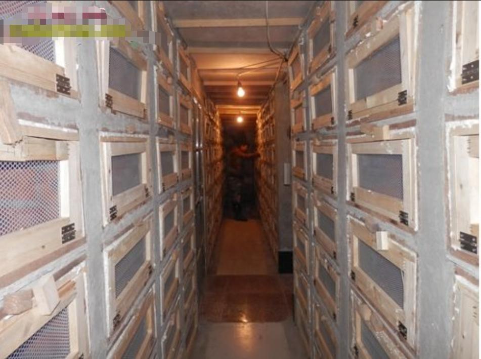 私自养野生蛇,农户私放1000条眼镜蛇