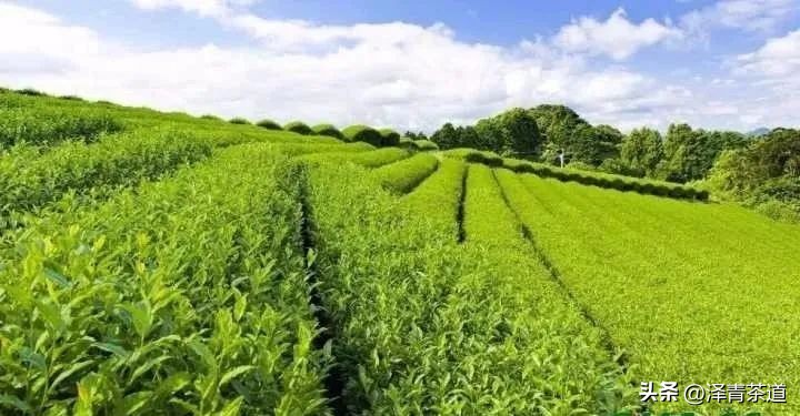 茶树为什么多生“南”而不生“北”？