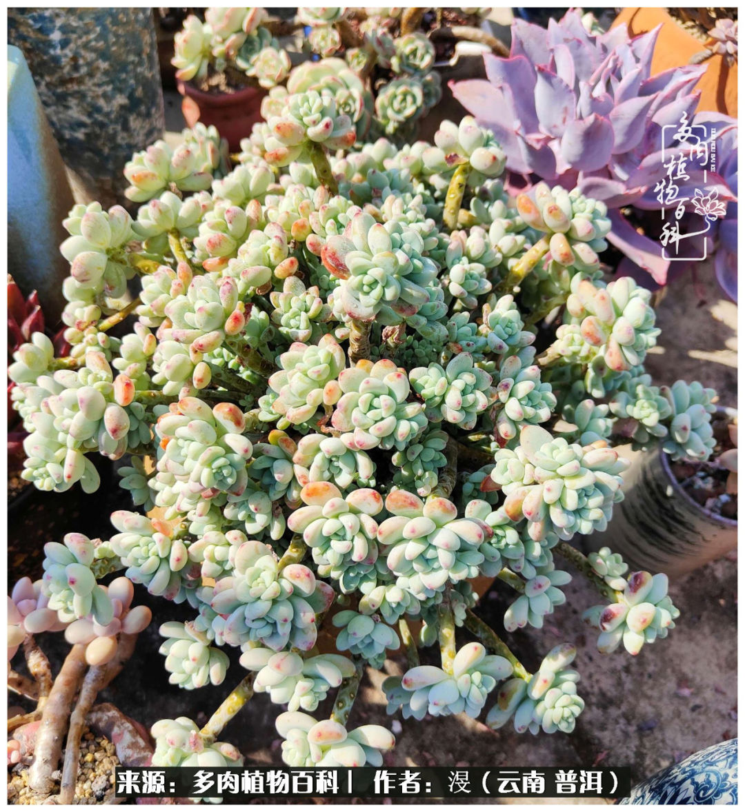 云南的冬天没有云！养肉七年，不谈得失，只论陪伴！